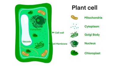 Bitki hücre anatomisi, Bitki hücresi anatomisi, ortak bitki hücre parçaları, bitki hücre anatomisi, biyoloji bilimi okulu kitap kavramı mikrobiyoloji organizma şeması etiketleri.