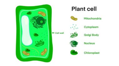Bitki hücre anatomisi, Bitki hücresi anatomisi, ortak bitki hücre parçaları, bitki hücre anatomisi, biyoloji bilimi okulu kitap kavramı mikrobiyoloji organizma şeması etiketleri.