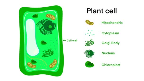 植物细胞解剖学 植物细胞解剖学结构图解 普通植物细胞部分 植物细胞解剖学 生物科学教育学校书籍概念微生物学生物体标签 — 图库视频影像