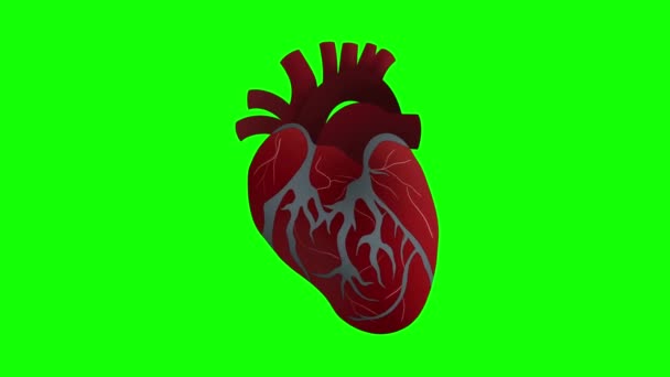 Kırmızı Insan Kalbi Kan Damarları Sağlık Merkezi Logosu Tıbbi Konsültasyon — Stok video