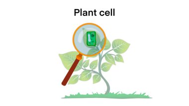 Plant cell anatomy, Illustration of the Plant cell anatomy structure, Common plant cell parts, Plant cell anatomy, biology science education school book concept microbiology organism scheme labels clipart