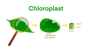 Chloroplast Photosynthesis Infographic Elements, Chloroplast organelles, structure within cells of plants, Cross section of a chloroplast from plant cell, organelle conducting photosynthesis clipart