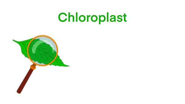 クロロペスト光合成インフォグラフィックエレメント クロロペストオルガルセル 植物細胞の細胞内の構造 植物細胞からのクロロペストの断面 光合成を実施する臓器 — ストック動画