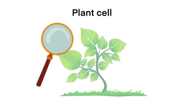 Növénysejt Anatómia Illusztráció Növényi Sejt Anatómia Szerkezet Közös Növényi Sejt — Stock videók