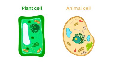 Plant cell and Animal cell structure, The structure of a plant cell and an animal cell, Comparison of animal and plant cells, simple diagram best for educational, school learning, biology Education clipart
