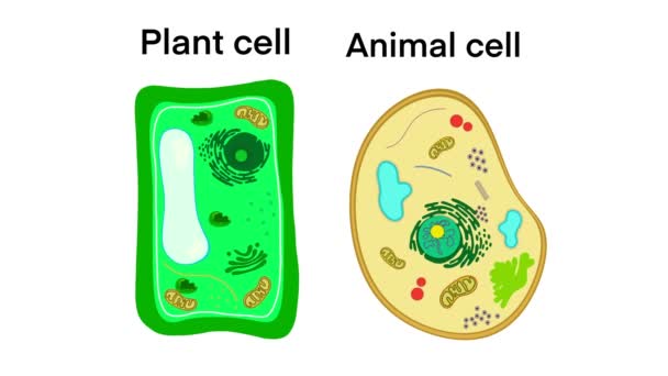 植物細胞と動物の細胞構造 植物細胞と動物細胞の構造 動物と植物細胞の比較 生物学教育に最適なシンプルな図 — ストック動画