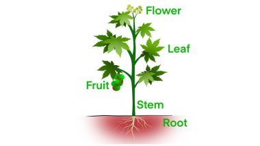 Bitkinin bazı kısımları, yeşil yapraklı bitki morfolojisi, meyveler, çiçekler ve kök sistemi, yapılı bitki anatomisi ve iç görünüş parçalarının şeması. Eğitim Okulu