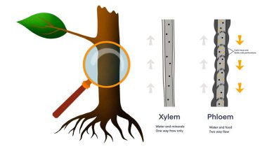 Xylem and phloem water and minerals transportation system outline diagram, Scientific Designing of Xylem And Phloem Scheme, Nutrient And Mineral Transportation, plants transport nutrient and water clipart