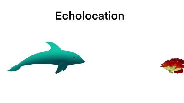 生物动画 海豚中的回声定位海豚 海豚通过发出高音和回声来捕食猎物 生物声纳探测物体定位猎物波反射 — 图库视频影像