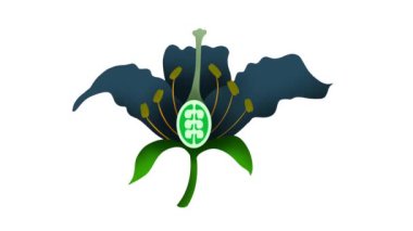 Çiçek yapıları, biyolojisi, çiçekli bitki üretimi, çiçekler stamen adı verilen erkek cinsel organları içerir, bitki üretimi bitkilerde yeni yavruların üretimidir.