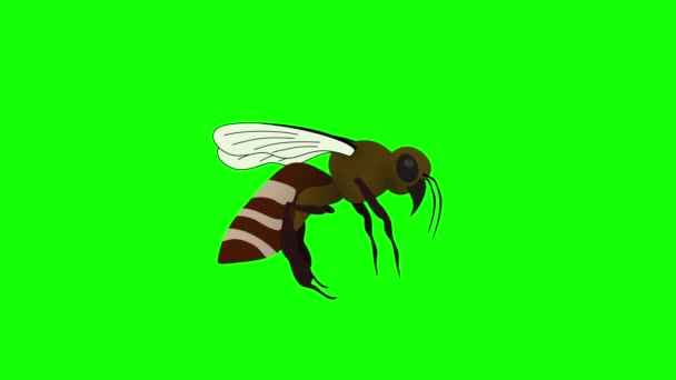 Nahaufnahme Video Von Honigbienen Fliegen Gegen Grünen Bildschirm Wildtiere Insekten — Stockvideo