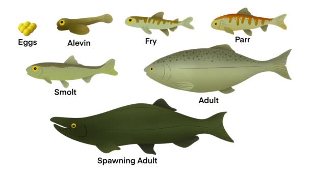 サーモンのライフサイクルは平均寿命7年で サルモンは6つの段階 アレルビン フライ パール スモルト 成人で構成され 大西洋サーモンのライフサイクルです サーモン魚のステージ — ストック動画