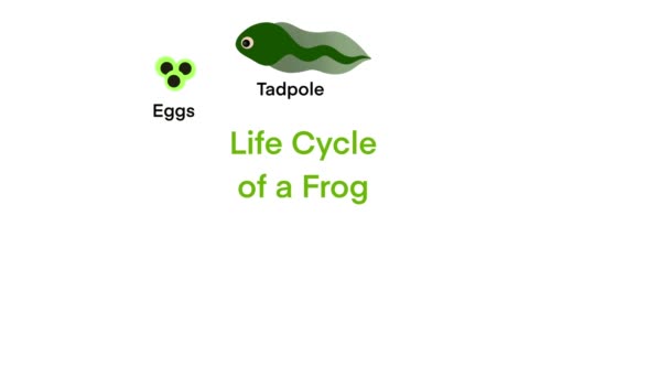 青蛙的生命周期 青蛙的生命周期设定 青蛙的生命周期变形 蟾蜍的发育阶段 水生动物的转化阶段 有趣的两栖动物的年龄变化 — 图库视频影像