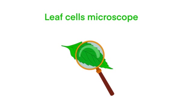 Mikroskopické Zvětšení Listových Buněk Mikroskopická Struktura Listů Rostlin Buňky Listů — Stock video