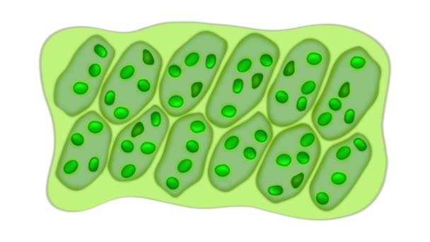 Powiększenie Mikroskopowe Komórek Liści Struktura Mikroskopowa Liści Roślin Komórki Liści — Wideo stockowe