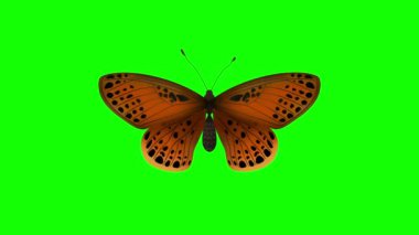 Güzel Mavi Kelebek tek başına uçuyor, Yeşil Ekranlı Kusursuz 3D Animasyon, Çizgi Film Kralı Kelebek. Yeşil ekranda uçan renkli turuncu kelebek