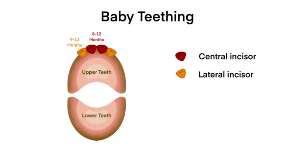 儿童第一颗牙齿 初牙爆发的婴儿牙齿及脱落时间示意图 张嘴张牙教育计划 犬牙及磨牙 婴儿牙齿生长 — 图库视频影像