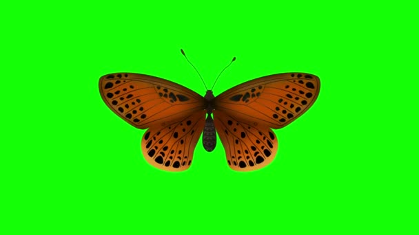 美しいブルーバタフライ 孤立した シームレスな3Dアニメーショングリーンスクリーン 漫画モナークバタフライ 緑色のスクリーンで飛ぶカラフルなオレンジの蝶 — ストック動画