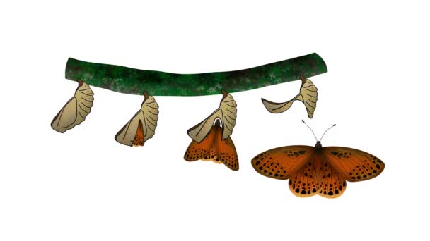 普通翅蝴蝶的生命周期 从毛虫到菊花的蜕变 蝴蝶的生命周期 卡通毛虫的蜕变 蝴蝶的生命周期 — 图库视频影像