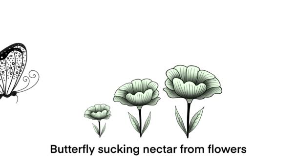 Schmetterlinge Saugen Nektar Aus Blumen Schöne Schmetterlinge Saugen Nektar Aus — Stockvideo