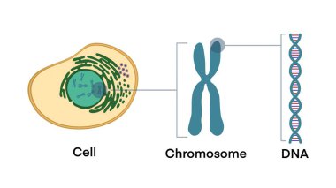From Gene to DNA and Chromosome in cell structure, genome sequence, Cell, Chromosome, DNA and gene, Structure of Cell, adenine to Gene, DNA and Chromosome, DNA molecule clipart