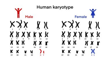 Normal insan karyotipi kromozom, insan karyotipi ve kromozom yapısı, cinsiyet kromozomu yapısı, erkek ve kadın, biyoloji çalışması, otozomu ve cinsiyet kromozomu, erkek ve kadın kromozomu