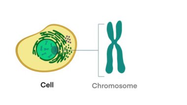 Gen 'den DNA' ya ve Kromozom 'a hücre yapısı, genom dizisi, hücre, kromozom, DNA ve gen, hücre yapısı, adenin Gene, DNA ve kromozom, DNA molekülü
