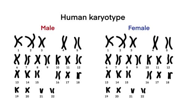 正常的人类核型染色体 人类核型和染色体结构 性别染色体结构 男性和女性 生物学研究 染色体和性染色体 男性和女性 — 图库视频影像