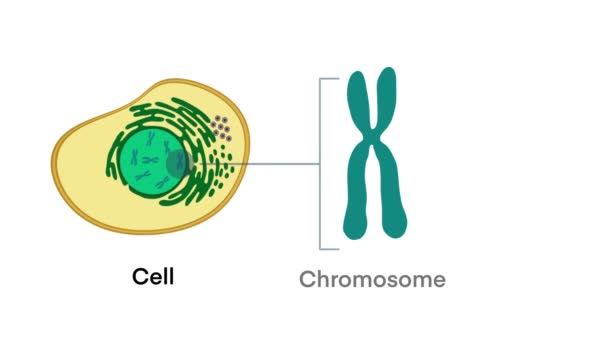 Del Gen Adn Cromosoma Estructura Celular Secuencia Del Genoma Célula — Vídeos de Stock