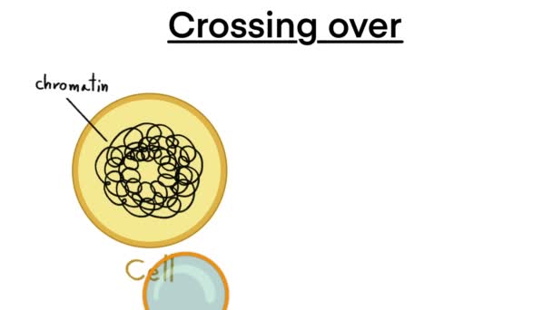 Chromozomální Crossover Crossing Chromozomes Homologous Division Process Outline Diagram Labeled — Stock video