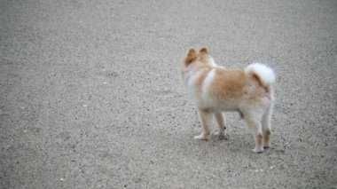Pomeranya köpeği gülümsüyor, kumsalda duran sevimli köpek, okyanus sahilinde yürüyen köpek portresi, kumsalda mutlu bir şekilde koşan köpek.