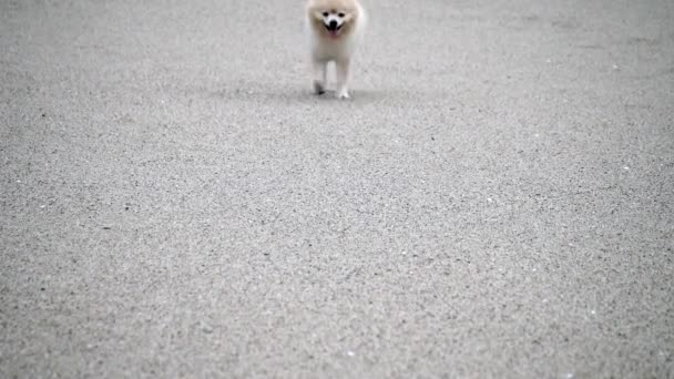 ポメラニアの犬は笑顔 ビーチに立っているかわいい犬 海岸を歩いている犬の屋外の肖像画 犬は砂浜で幸せに走ります — ストック動画