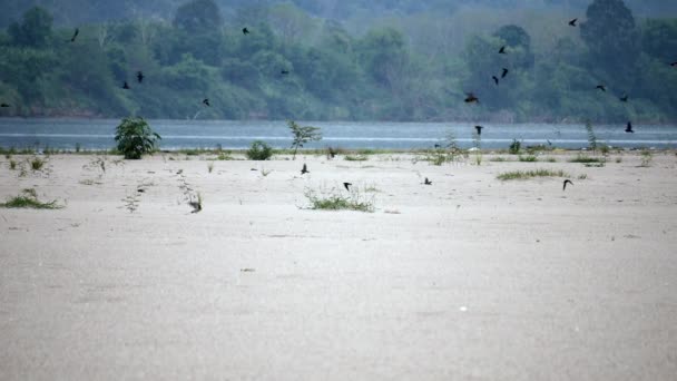 Kumsalda Güneşlenen Kuş Sürüsü Nehrin Kumları Üzerinde Bir Kuş Sürüsü — Stok video