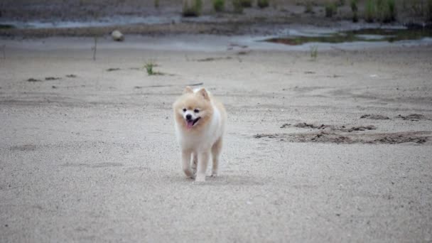 Pomeranian Σκυλί Χαμογελά Χαριτωμένο Σκυλί Στέκεται Στην Παραλία Σκύλος Υπαίθρια — Αρχείο Βίντεο