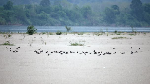 Kumsalda Güneşlenen Kuş Sürüsü Nehrin Kumları Üzerinde Bir Kuş Sürüsü — Stok video
