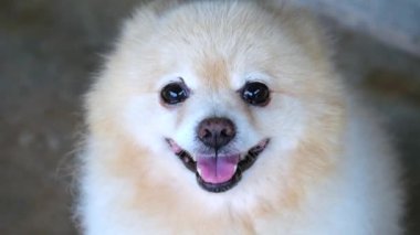 Şirin gülümseyen Pomeranya köpeği, hafif arka planda sevimli köpek yavrusu. Pomeranian Spitz köpeği, mutlu bir ifadeyle şirin bir Pomeranya köpeği, Pomeranya köpeğinin ağzını yakın plan