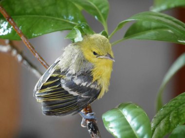 Sarı kuyruk dalda, sarı kuş ağaç dalında oturuyor yaklaşın, dişi sarı bülbül bir ağaç dalına tünemiş, sarı kuyruk bir dal üzerinde, küçük kuş vahşi
