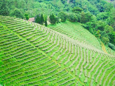 Çay çiftliği, çay bahçesi, yuvarlanan tepelerdeki yeşil tarlalar, sıra sıra çay çalıları, tepelerdeki tarlalar...
