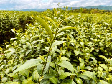 Sabah yeşil çay yaprağının tepesinde, çay tarlasında. Yeşil çay tomurcukları ve yapraklar, yeşil çay taze yapraklar, ağaç fidanlıkları, dağdaki yeşil tarlalar.