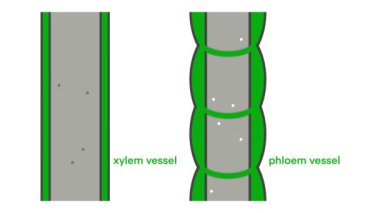 Biyolojinin, Xylem gemisinin ve Phloem gemisinin animasyonu bitkilerin taşınması, Xylem 'in suyu köklerden yapraklara taşıması ve phloem' in besinleri bitkinin geri kalanına taşıması, biyoloji.