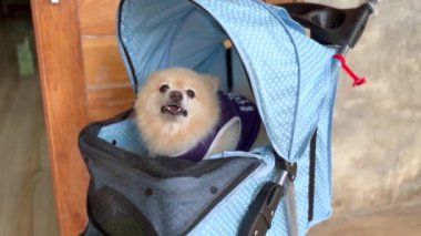 Bebek arabasında gezen Spitz Pomeranian köpeği, güzel bir bebek arabasında oturuyor, küçük şirin Pomeranian köpeğini takip ediyor.