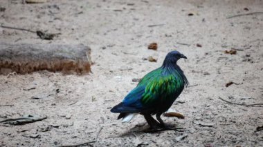 Kumlu zeminde yürüyen bir Nicobar güvercini. Nicobar güvercini, yeşil, mavi ve bronz tonlarıyla parlayan göz alıcı parlak tüyleriyle kolayca tanınır.