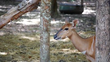 Antilop, genç benekli bir geyik orman zemininde huzur içinde dinleniyor. Yeşil yeşillik ve yumuşak, güneşli toprak ile çevrili. Geyiklerin zarif, kadife boynuzları,