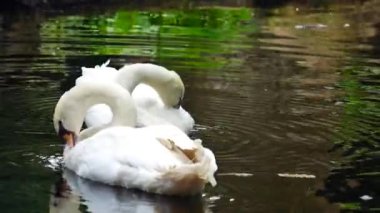 Beyaz kuğu zarif bir şekilde suyun üzerinde süzülüyor, kuğunun yansıması sahnenin sükunetine, doğaya, vahşi yaşama, sükunete ve güzelliğe huzur katıyor, kuğunun yansıması sahnenin sükunetine huzur katıyor.