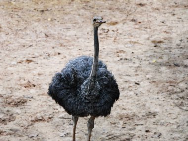 An ostrich is seen in a natural, The ostrich's strong legs and tall stature are prominent, highlighting its impressive size, the ostrich's native savanna or arid regions clipart