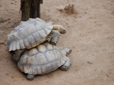 Dev kaplumbağalar doğal olarak ürüyorlar, güzel büyük kaplumbağa yürüyüşü, üreyen kaplumbağalar, erkek dev kaplumbağalar dişi kaplumbağalarla çiftleşmek için yürüyorlar, dev kaplumbağalar hayvanat bahçesinde ürüyorlar.