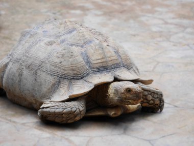 Hayvanat bahçesindeki kaplumbağa, parkta yürüyen şirin kaplumbağa, hayvanat bahçesinde yerde yürüyen büyük kaplumbağa, şirin hayvan hayatı, kaplumbağa yürüyor.