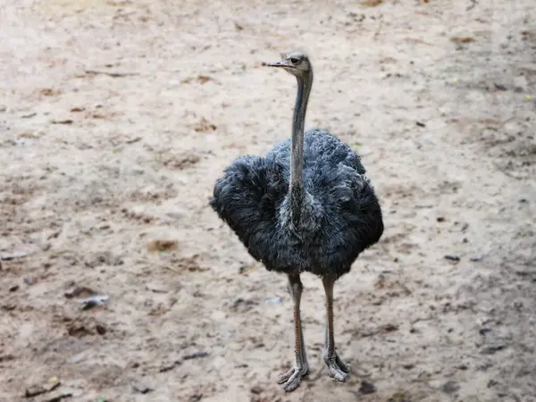 stock image An ostrich is seen in a natural, The ostrich's strong legs and tall stature are prominent, highlighting its impressive size, the ostrich's native savanna or arid regions