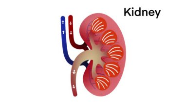 İnsan böbreğinin anatomik olarak şekillendirilmesi, canlı renklerde organ yapısı ve damar yapısının vurgulanması, insan böbreği anatomisi, sağlık, eğitim biyolojisi, doktor.