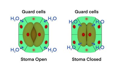 Muhafız hücreleri, Stoma kapanıyor ve Stoma açılıyor, Stoma 'nın yaprağın üzerindeki mikroskobik fotoğraf, Transpiration, yaprak stomata aracılığıyla su buharının kaybolması, bitkinin soğutulması ve besin akışının sağlanması.